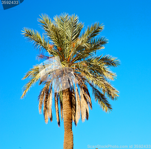 Image of tropical palm in morocco africa alone and the sky