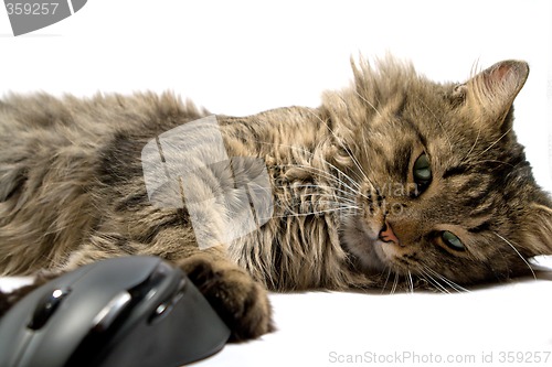 Image of a cat and the computer mouse on a white background. isolated