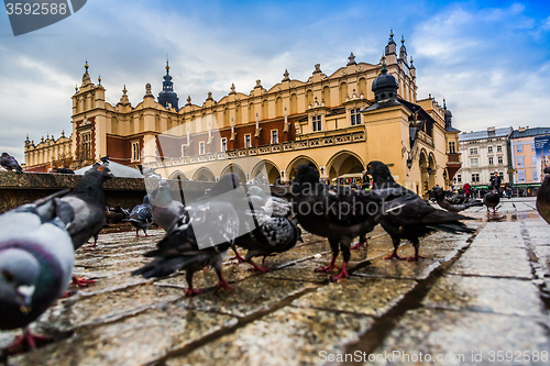 Image of A lot of doves in Krakow old city.