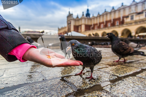 Image of A lot of doves in Krakow old city.