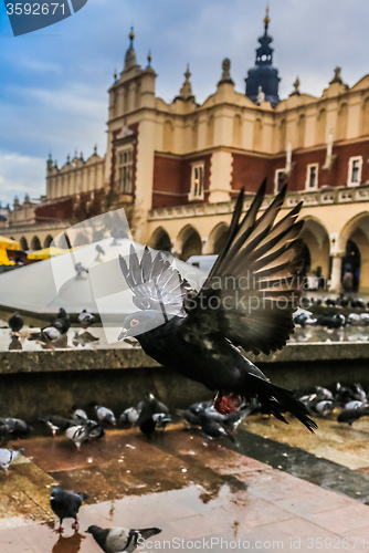 Image of A lot of doves in Krakow old city.