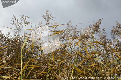 Image of Reeds in fall colors