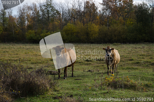 Image of Watching cattle