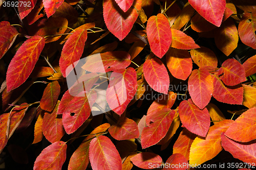 Image of Colored shadblow leaves