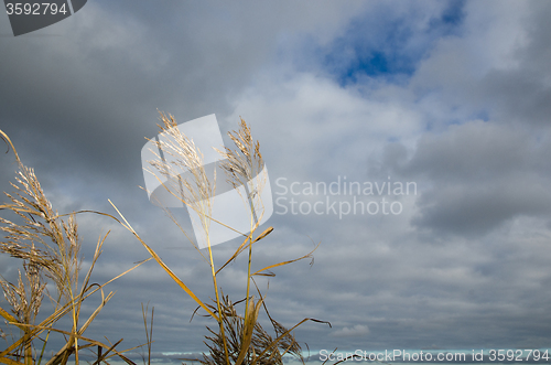 Image of Fall colored reeds