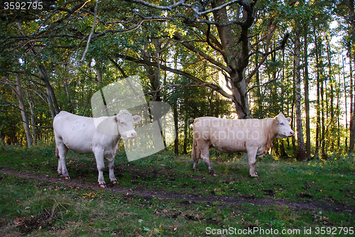 Image of Charolais cattle in a green forest