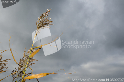 Image of Autumn reeds