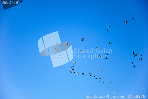 Image of Migrating geese group