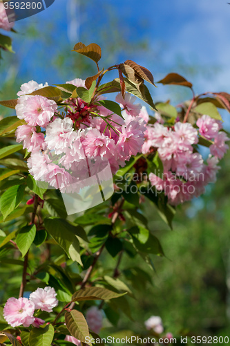 Image of Beautiful Cherry blossom , pink sakura flower