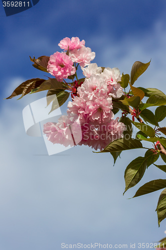 Image of Beautiful Cherry blossom , pink sakura flower