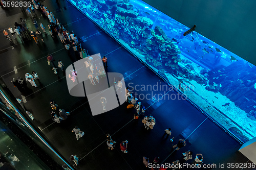 Image of Largest aquarium of the world in Dubai Mall