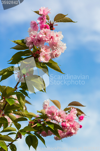 Image of Beautiful Cherry blossom , pink sakura flower