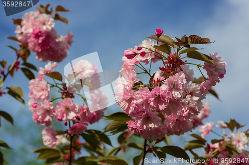 Image of Beautiful Cherry blossom , pink sakura flower