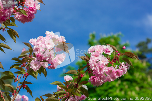 Image of Beautiful Cherry blossom , pink sakura flower