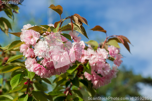 Image of Beautiful Cherry blossom , pink sakura flower