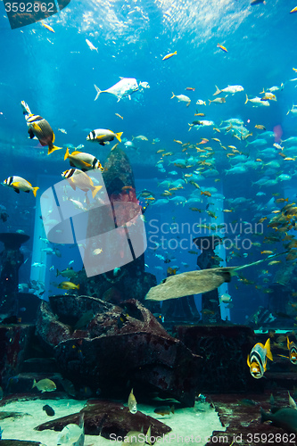 Image of Aquarium tropical fish on a coral reef