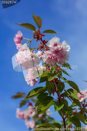 Image of Beautiful Cherry blossom , pink sakura flower