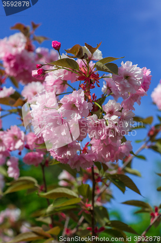 Image of Beautiful Cherry blossom , pink sakura flower