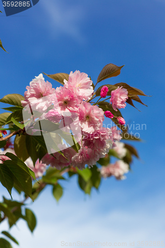 Image of Beautiful Cherry blossom , pink sakura flower