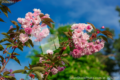 Image of Beautiful Cherry blossom , pink sakura flower