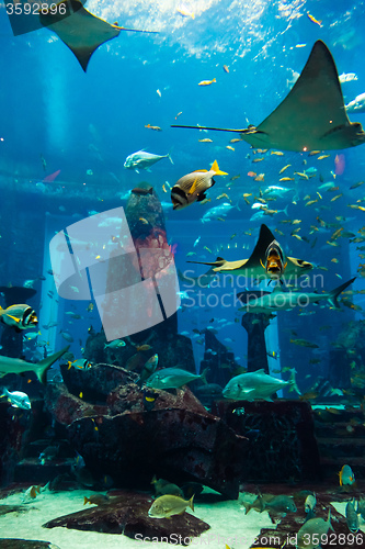 Image of Aquarium tropical fish on a coral reef