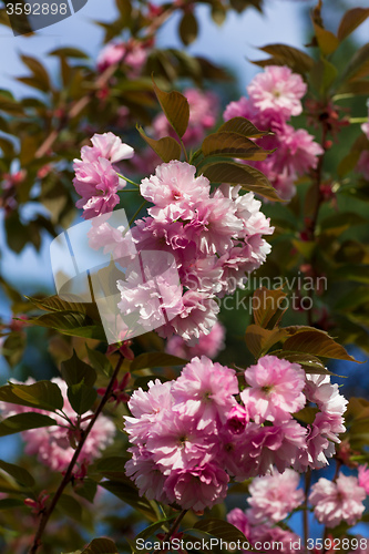 Image of Beautiful Cherry blossom , pink sakura flower