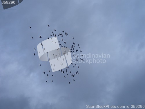 Image of Flock of birds