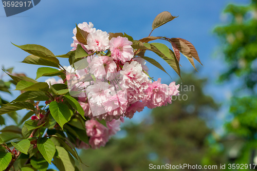 Image of Beautiful Cherry blossom , pink sakura flower