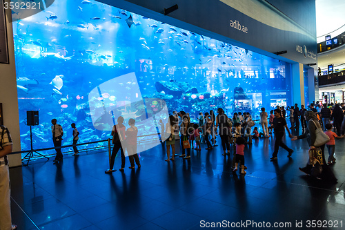 Image of Largest aquarium of the world in Dubai Mall