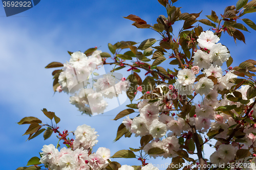 Image of Beautiful Cherry blossom , pink sakura flower