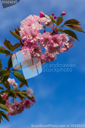 Image of Beautiful Cherry blossom , pink sakura flower