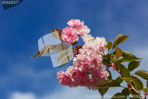 Image of Beautiful Cherry blossom , pink sakura flower
