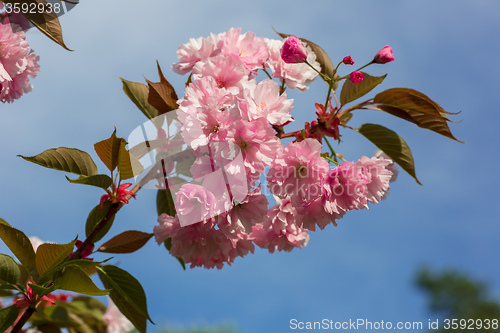 Image of Beautiful Cherry blossom , pink sakura flower