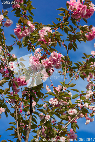 Image of Beautiful Cherry blossom , pink sakura flower