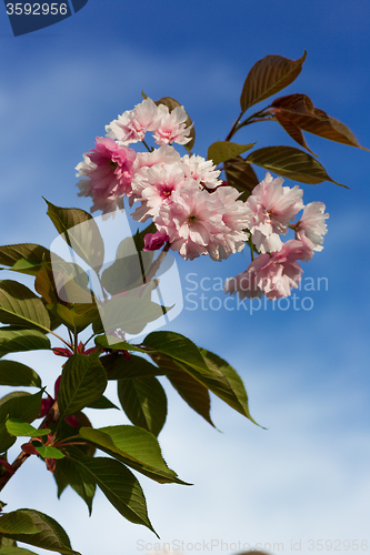 Image of Beautiful Cherry blossom , pink sakura flower