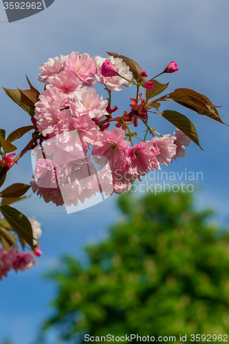 Image of Beautiful Cherry blossom , pink sakura flower
