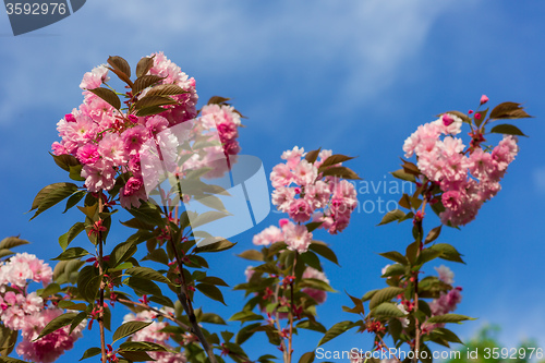 Image of Beautiful Cherry blossom , pink sakura flower
