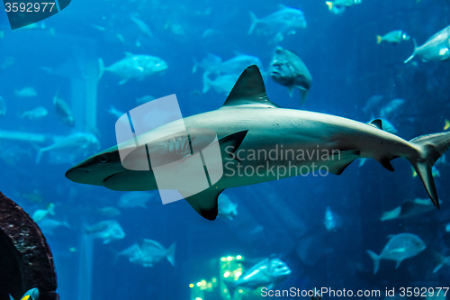 Image of Aquarium tropical fish on a coral reef