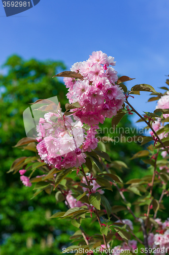Image of Beautiful Cherry blossom , pink sakura flower