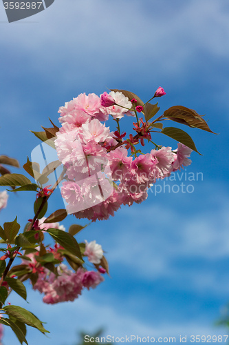 Image of Beautiful Cherry blossom , pink sakura flower