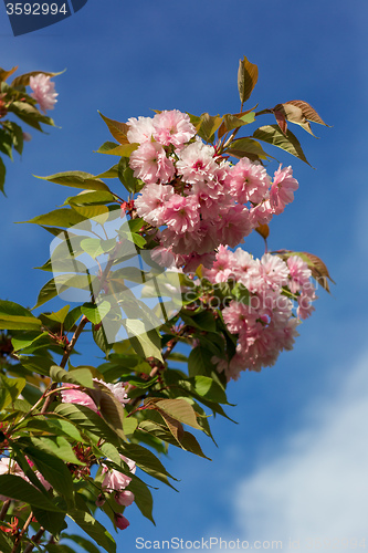 Image of Beautiful Cherry blossom , pink sakura flower