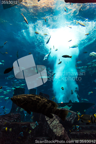 Image of Aquarium tropical fish on a coral reef