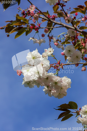 Image of Beautiful Cherry blossom , pink sakura flower