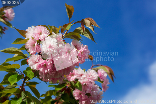 Image of Beautiful Cherry blossom , pink sakura flower