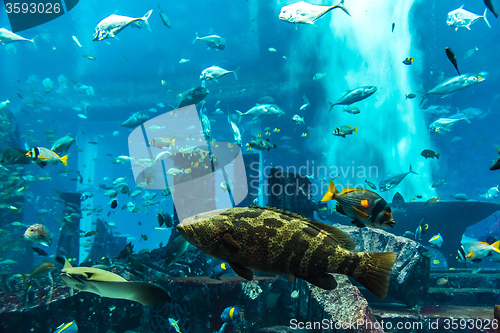 Image of Aquarium tropical fish on a coral reef