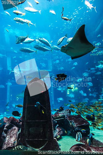 Image of Aquarium tropical fish on a coral reef