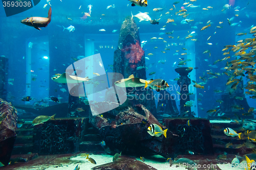 Image of Aquarium tropical fish on a coral reef