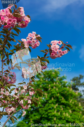 Image of Beautiful Cherry blossom , pink sakura flower