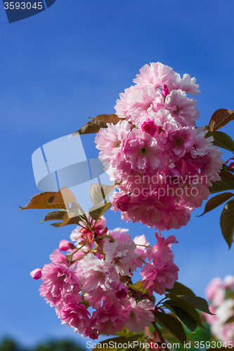 Image of Beautiful Cherry blossom , pink sakura flower