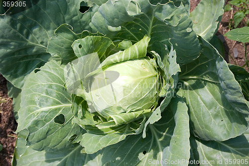 Image of Cabbage